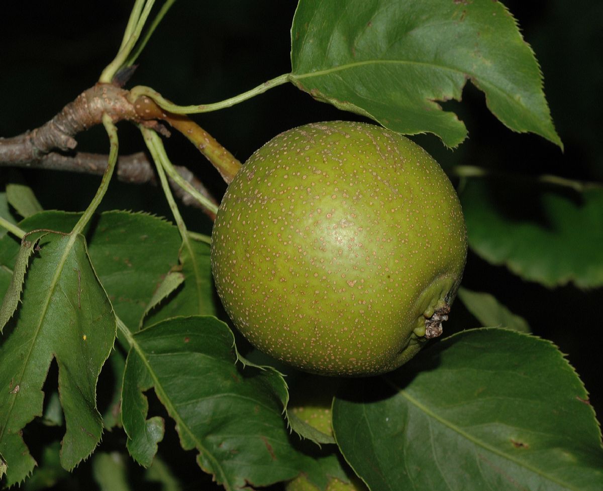 Rosaceae Pyrus ussuriensis