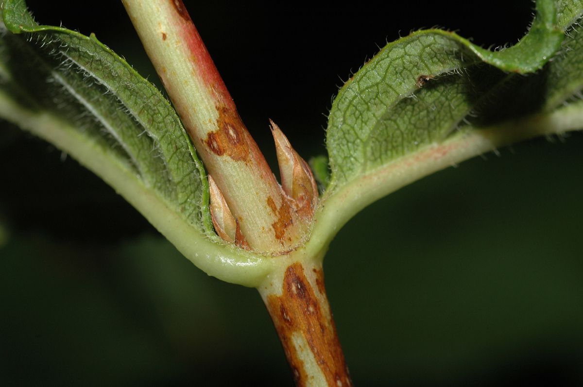 Diervillaceae Weigela florida