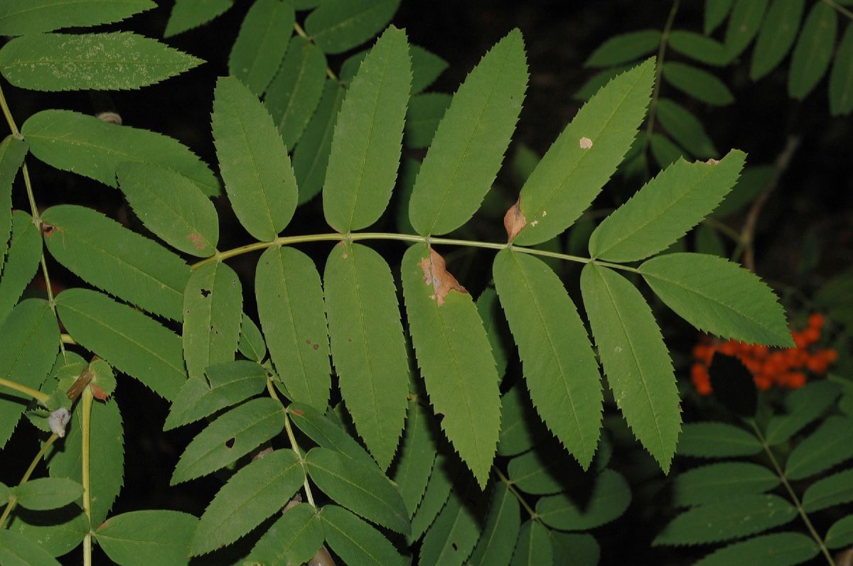Rosaceae Sorbus pohusashanensis