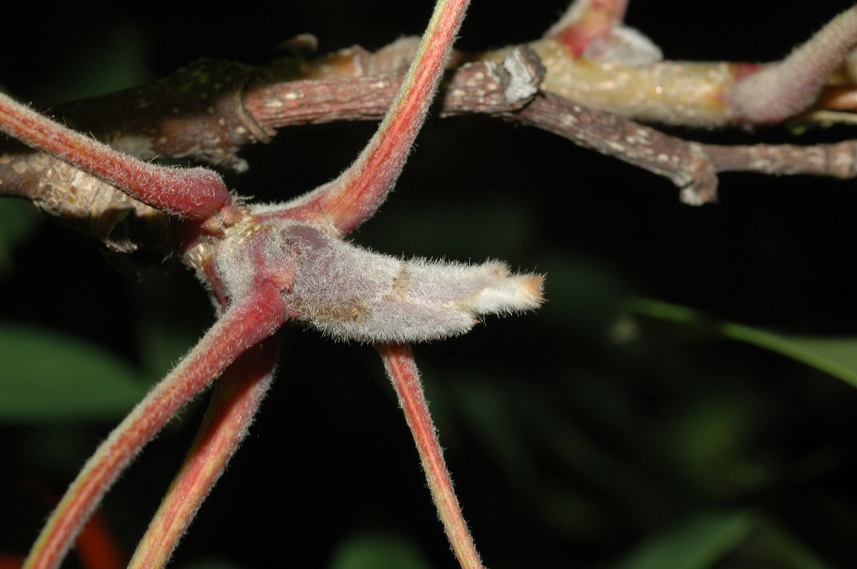 Rosaceae Sorbus pohusashanensis