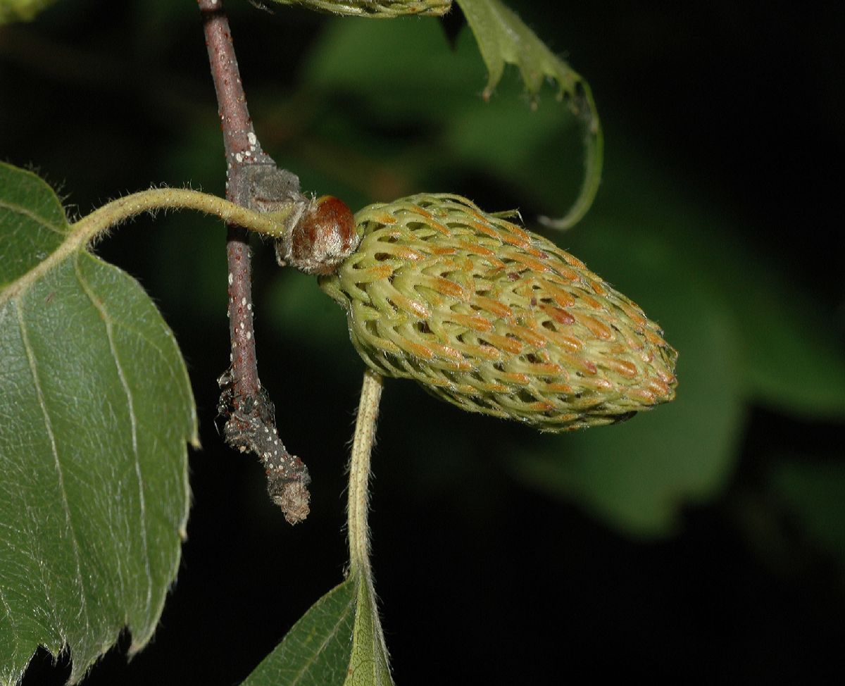 Betulaceae Betula lanata