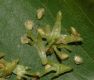 image of Betula lanata