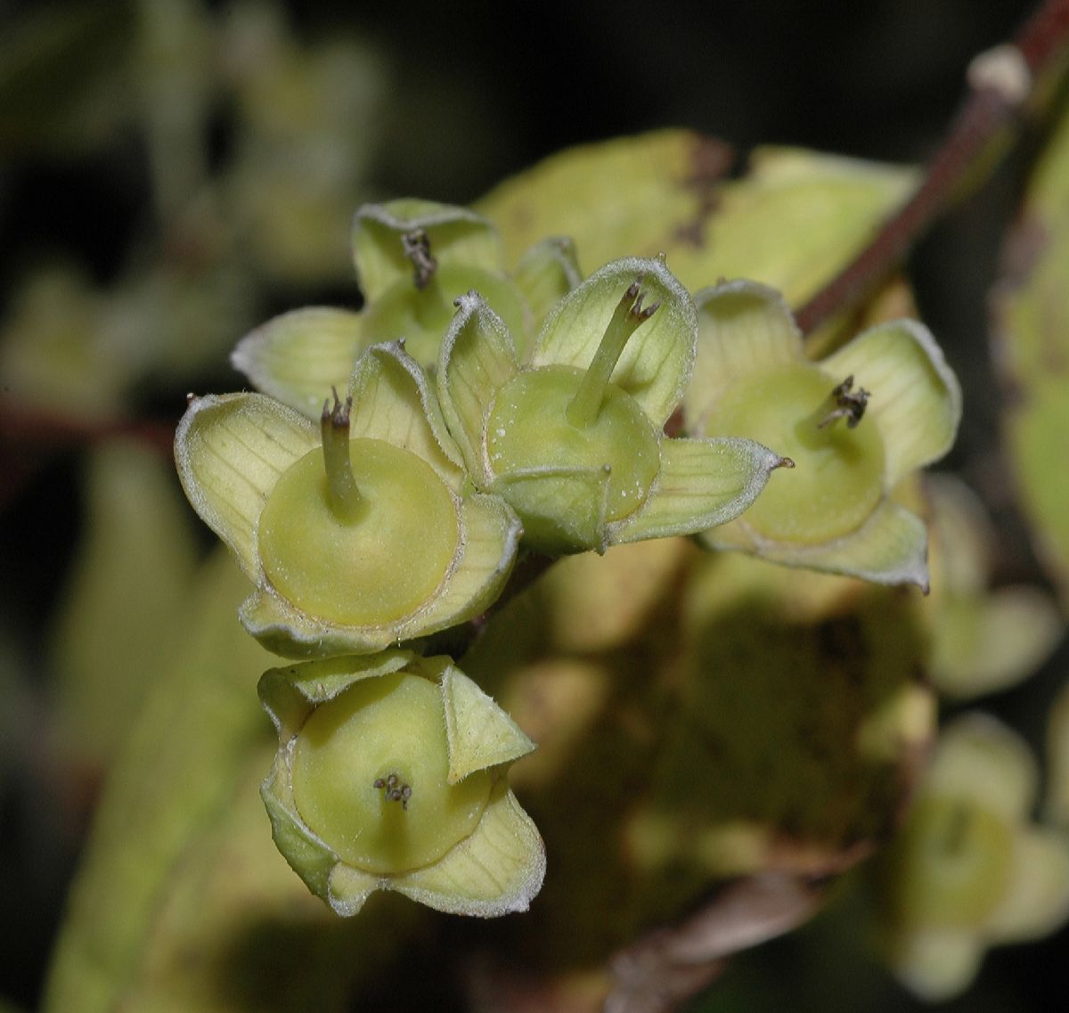 Hydrangeaceae Philadelphus schrenkii