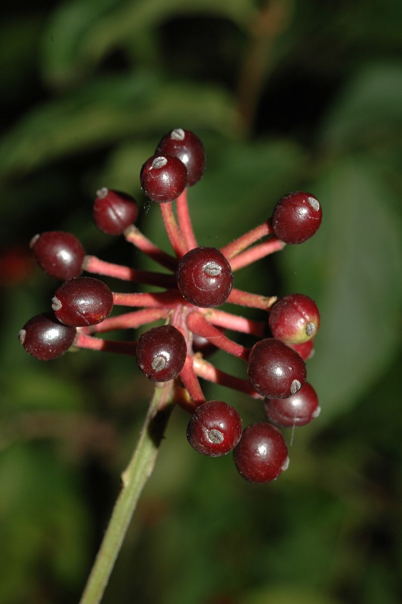 Ranunculaceae Actaea asiatica