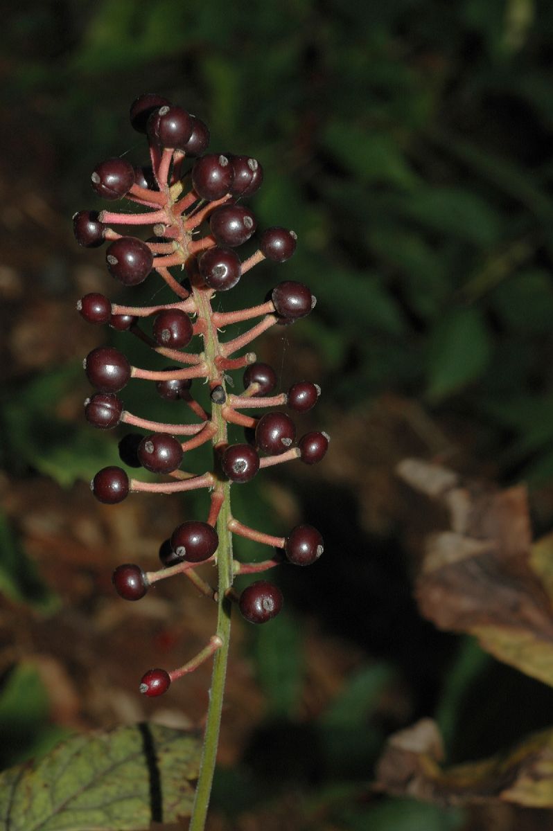 Ranunculaceae Actaea asiatica