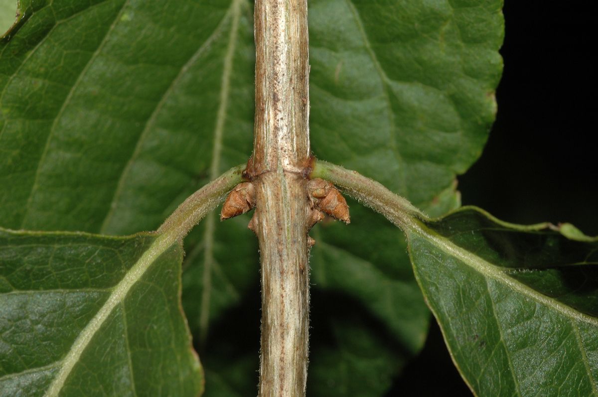 Caprifoliaceae Lonicera maackii