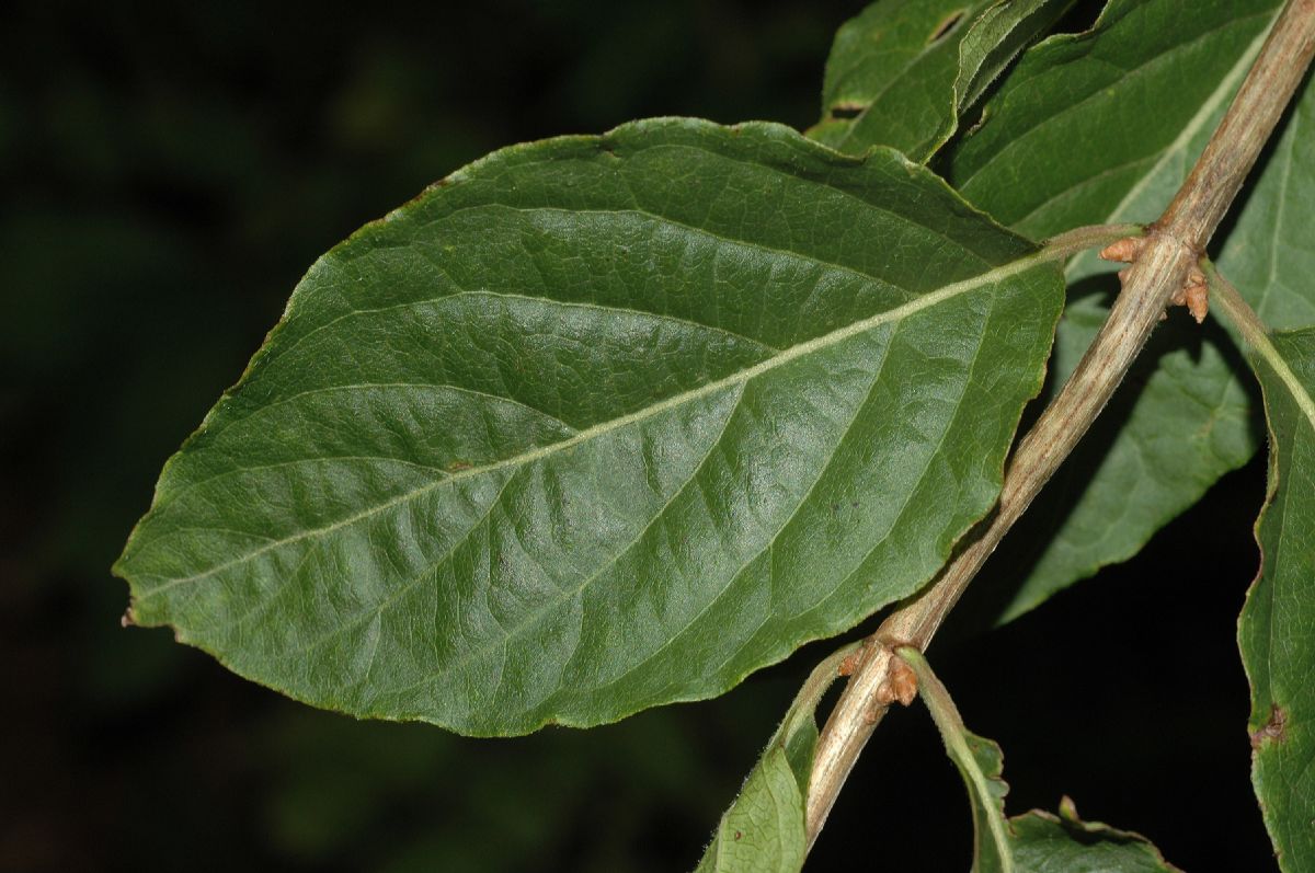 Caprifoliaceae Lonicera maackii