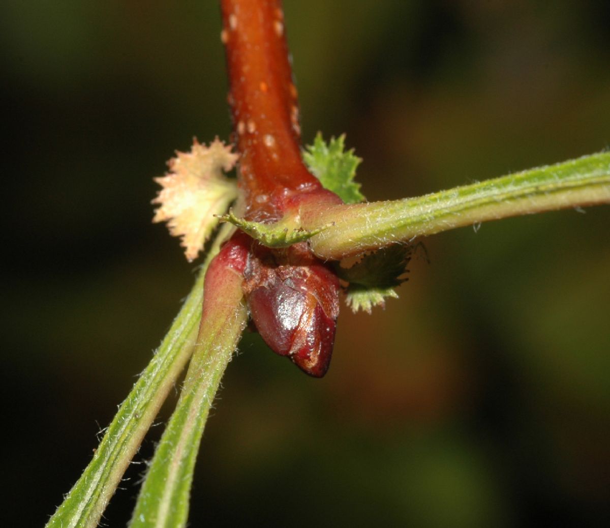Rosaceae Crataegus maximowiczii