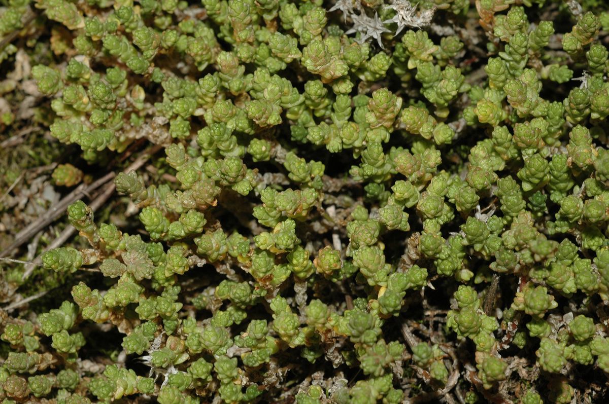 Crassulaceae Sedum acre