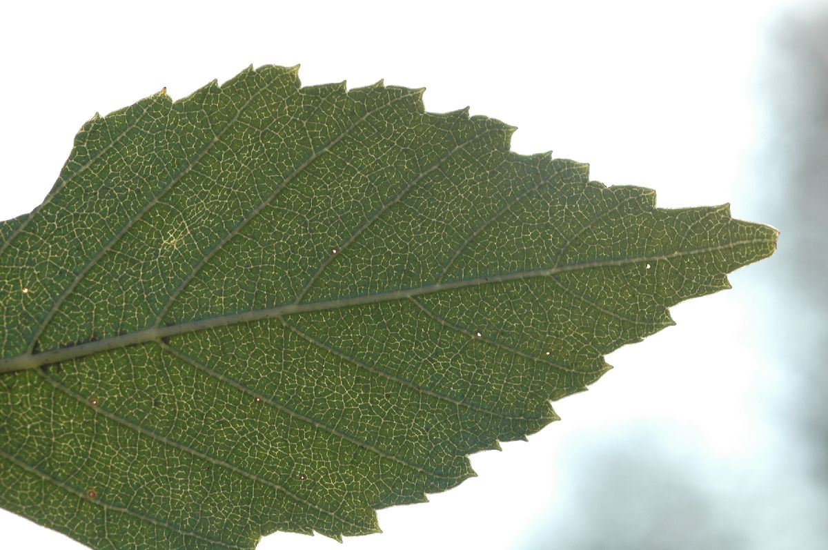 Betulaceae Betula davurica