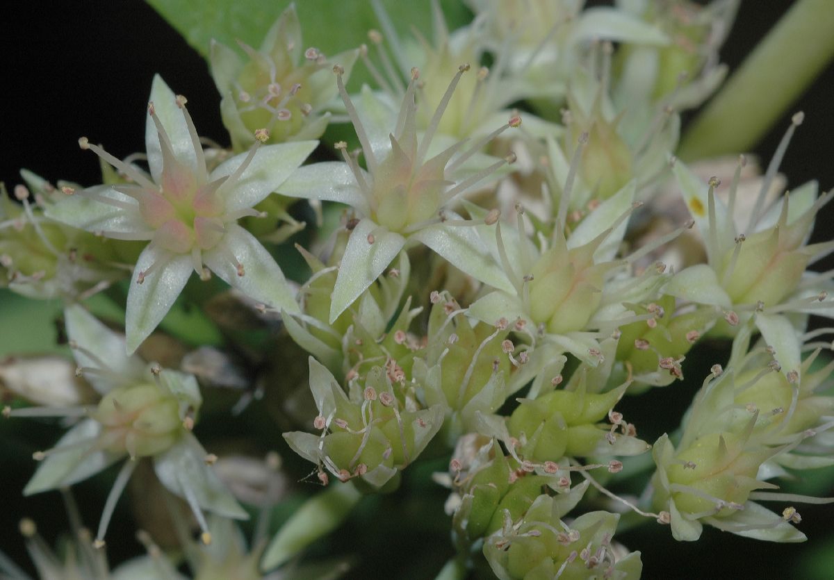 Crassulaceae Hylotelephium pallescens