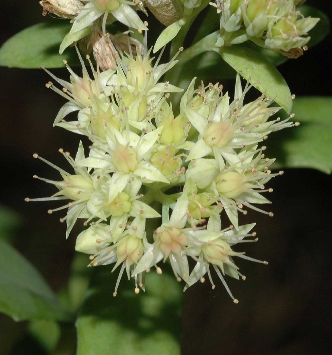 Crassulaceae Hylotelephium pallescens