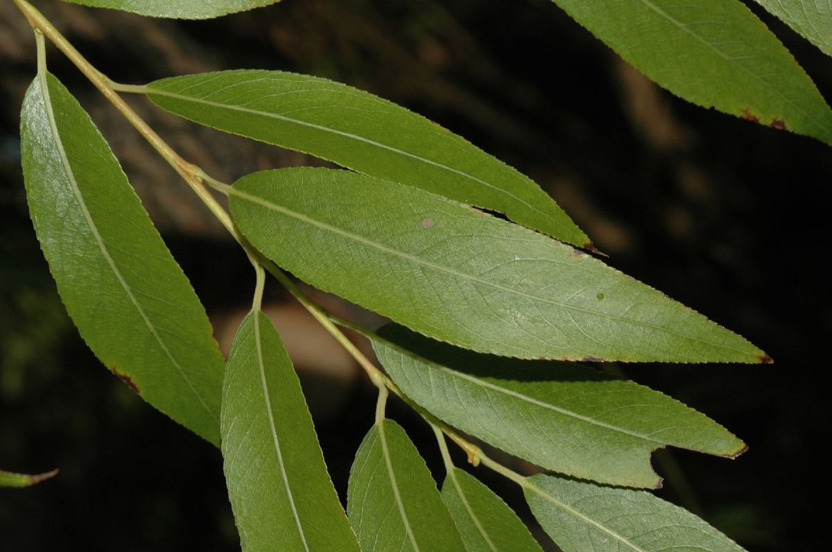 Salicaceae Salix koreensis