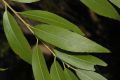 image of Salix koreensis