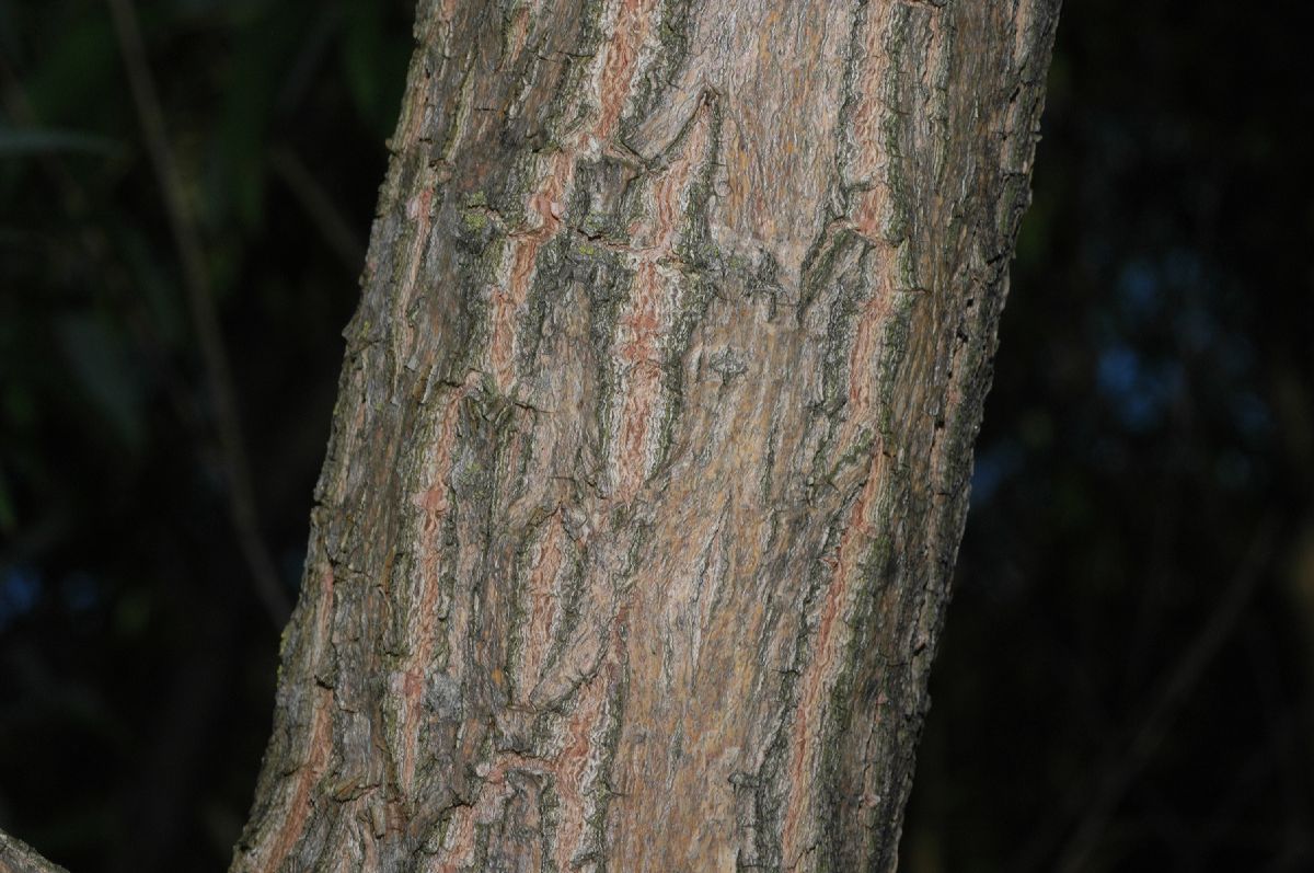 Salicaceae Salix koreensis
