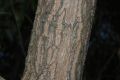 image of Salix koreensis