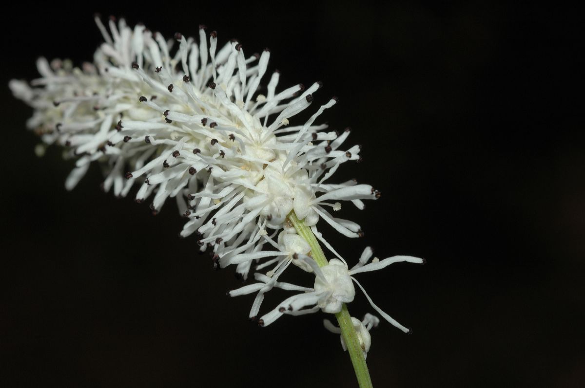 Rosaceae Sanguisorba parviflora