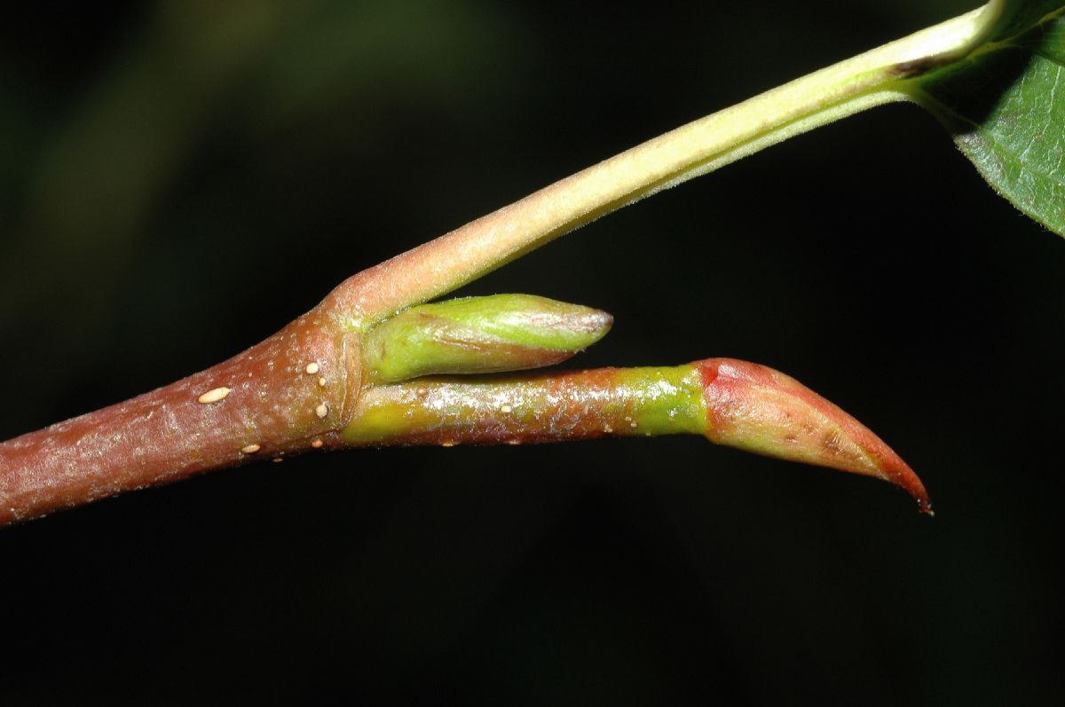 Betulaceae Alnus sinuata