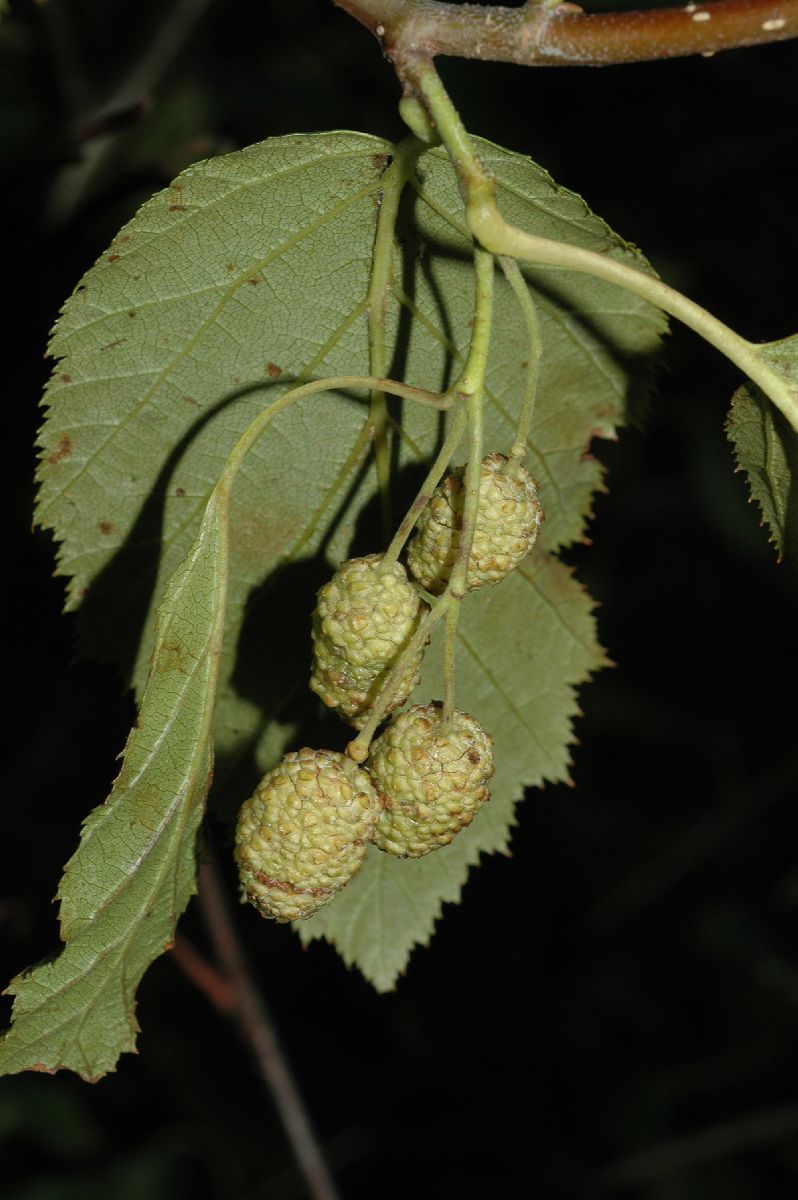 Betulaceae Alnus sinuata