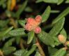 image of Ledum groenlandicum