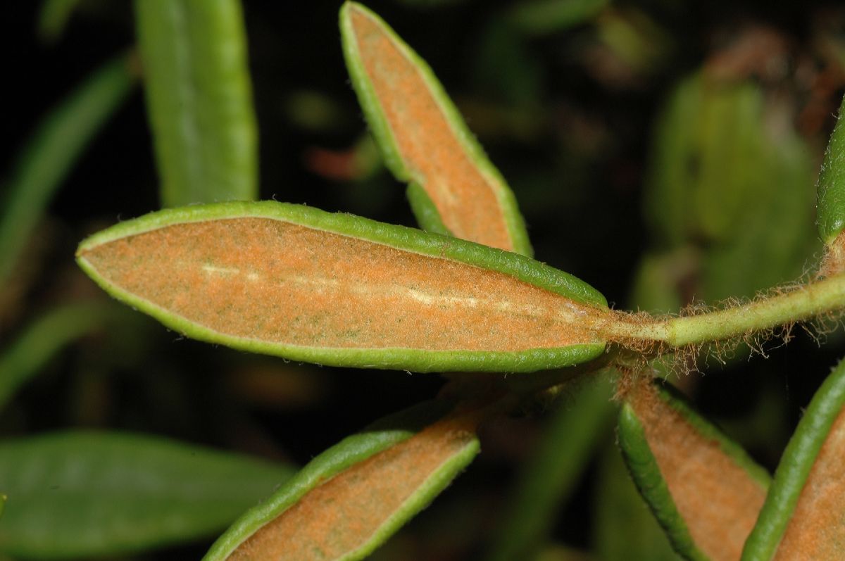 Ericaceae Ledum groenlandicum
