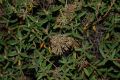 image of Ledum groenlandicum