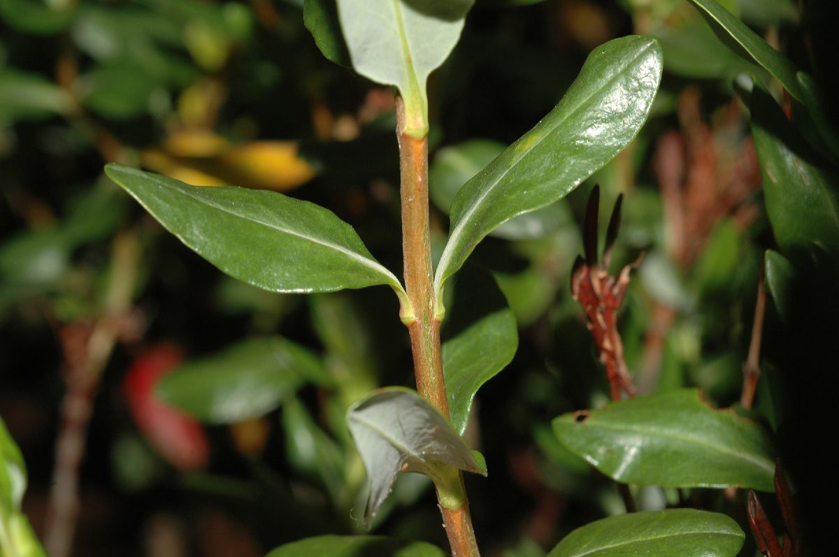 Ericaceae Kalmia polifolia