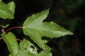 image of Acer tataricum