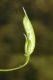 image of Aconitum fischeri
