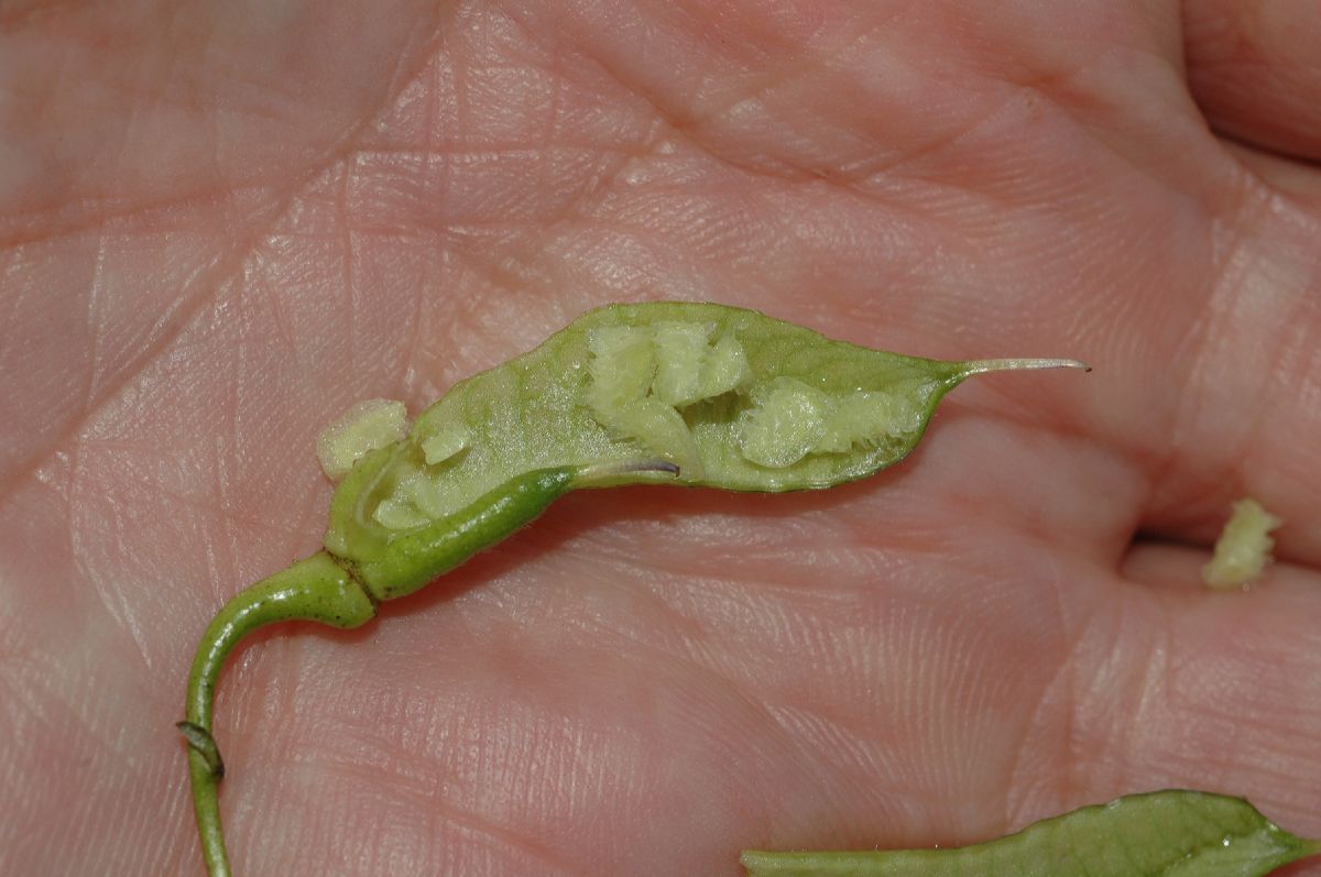 Ranunculaceae Aconitum fischeri