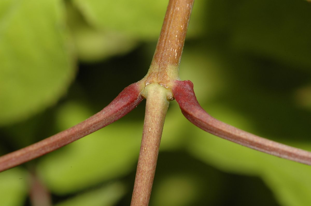 Staphyleaceae Staphylea bumalda