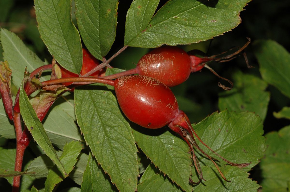 Rosaceae Rosa amblyotis