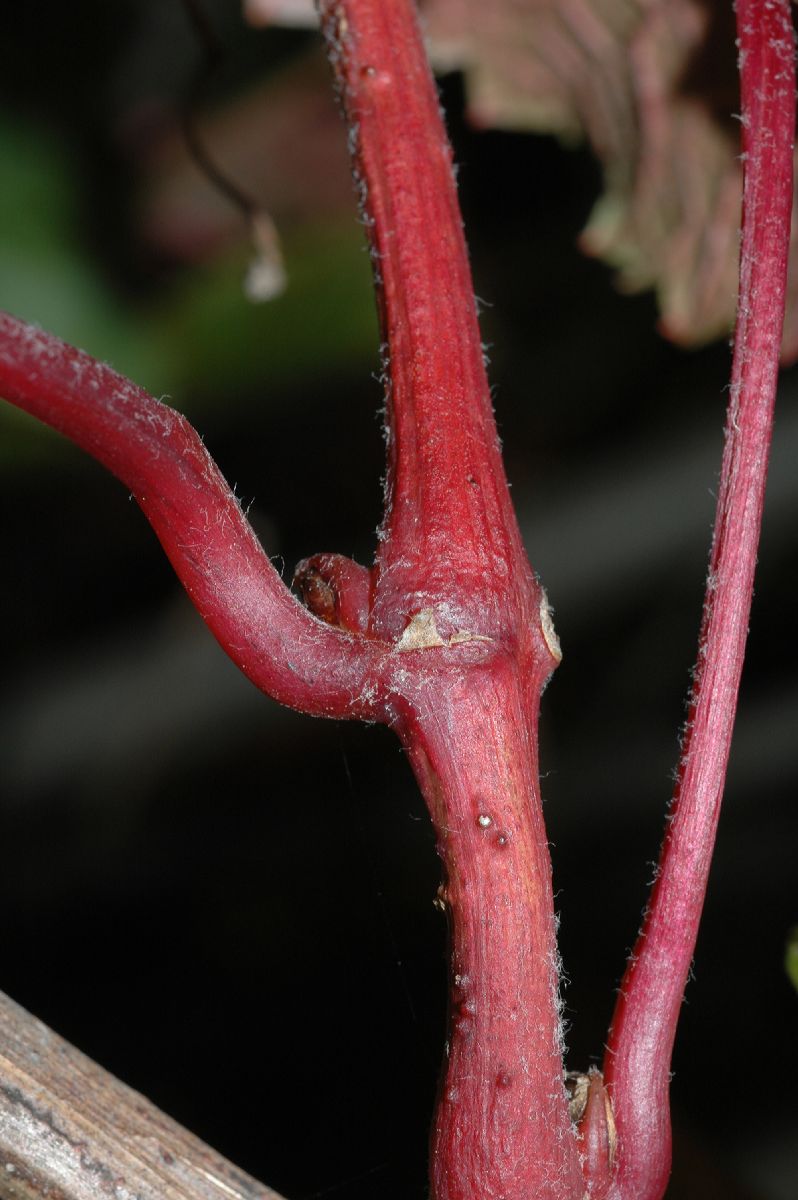 Vitaceae Vitis amurensis