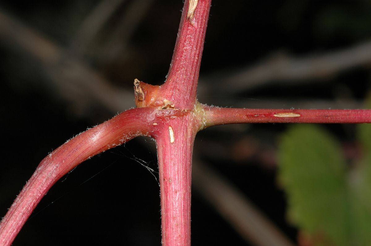 Vitaceae Vitis amurensis