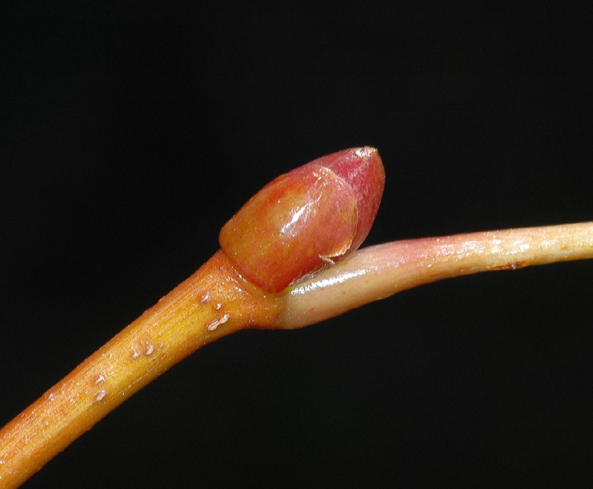 Tiliaceae Tilia amurensis