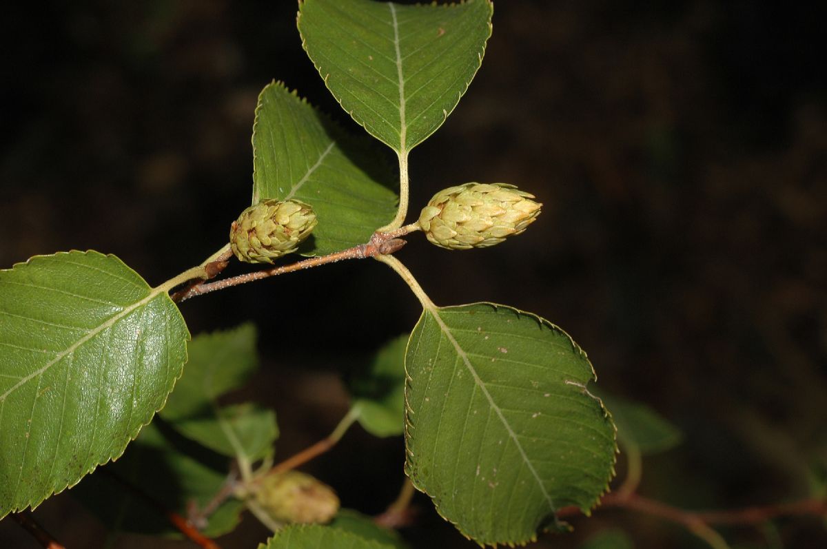 Betulaceae Betula costata