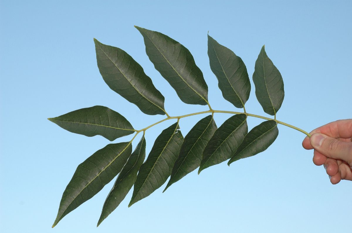 Rutaceae Phellodendron amurense