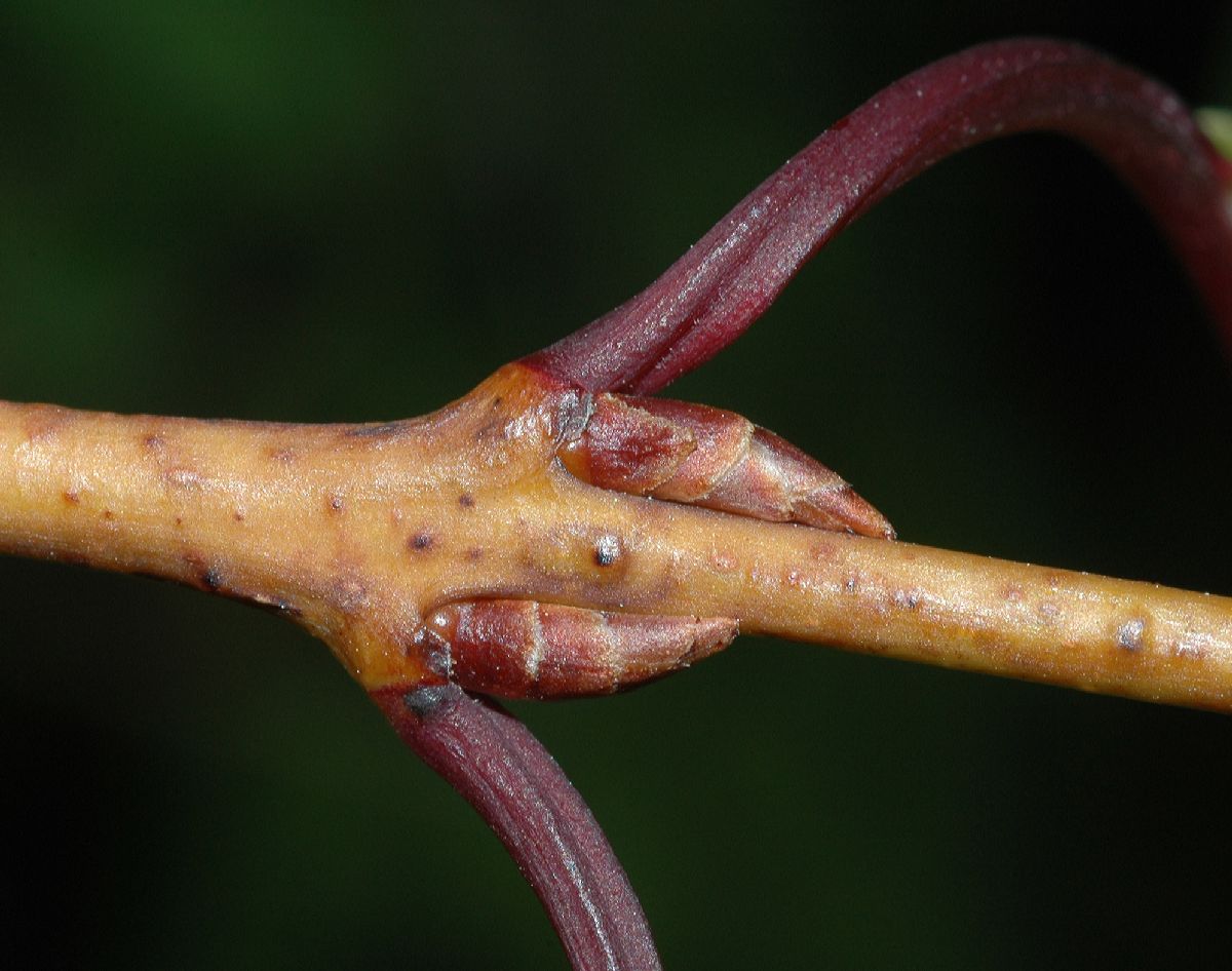 Rhamnaceae Rhamnus ussuriensis