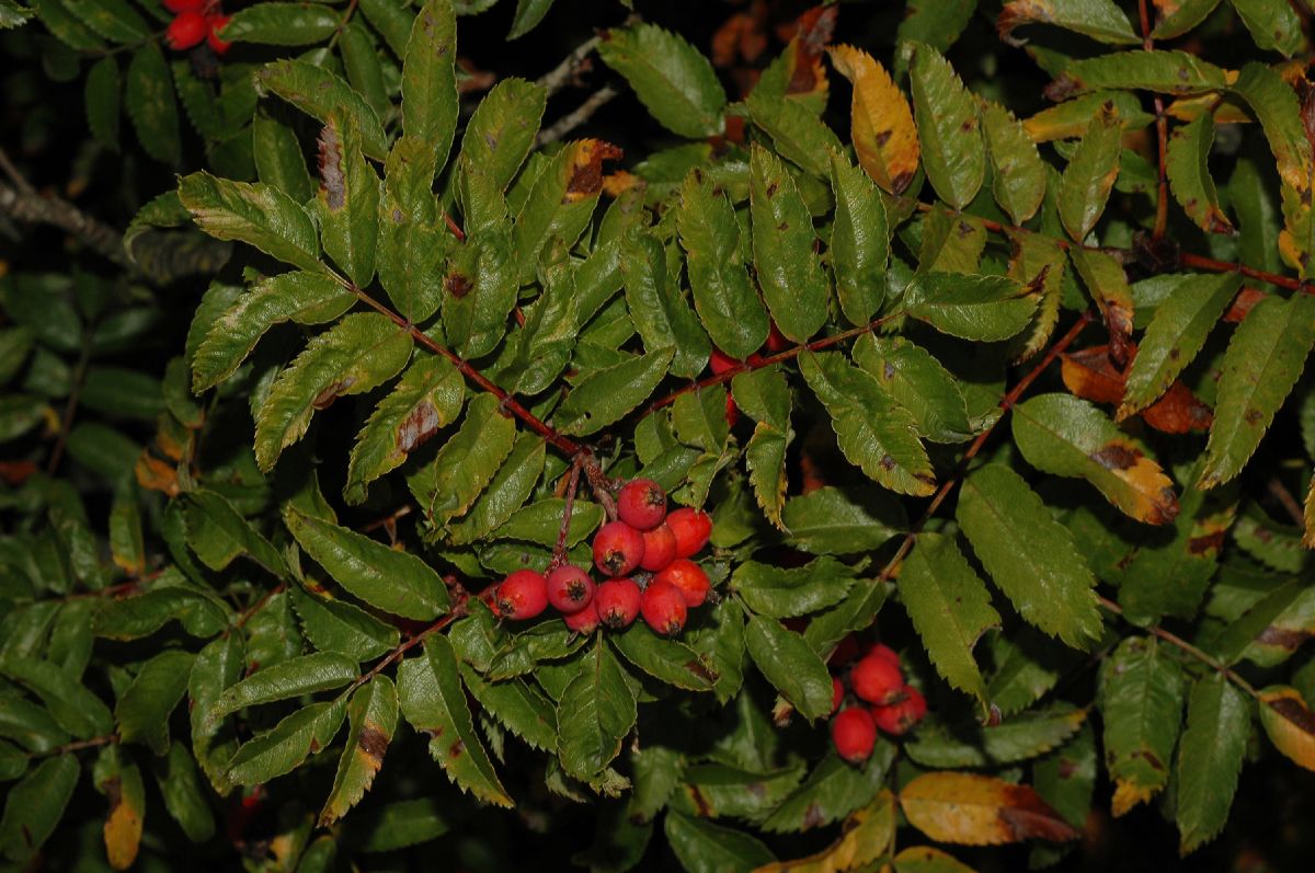 Rosaceae Sorbus sambucifolia