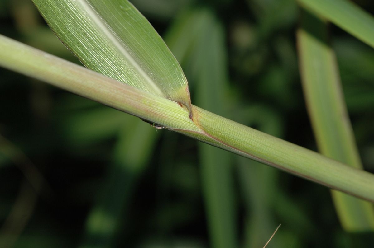 Poaceae Miscanthus sinensis