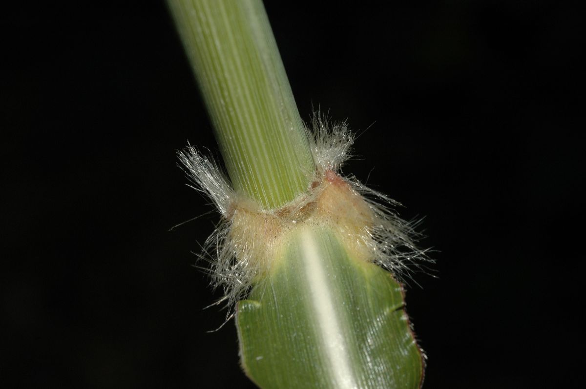 Poaceae Miscanthus sinensis