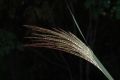 image of Miscanthus sinensis