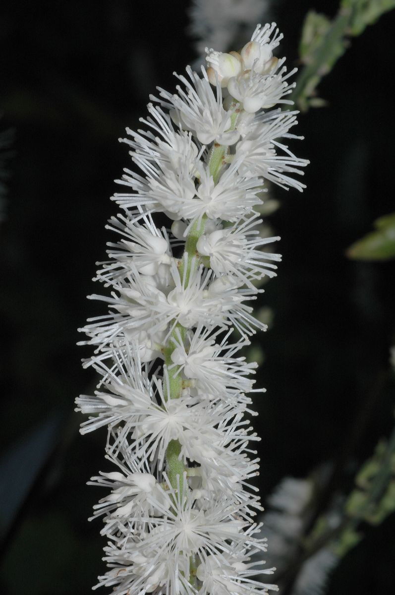Ranunculaceae Actaea simplex