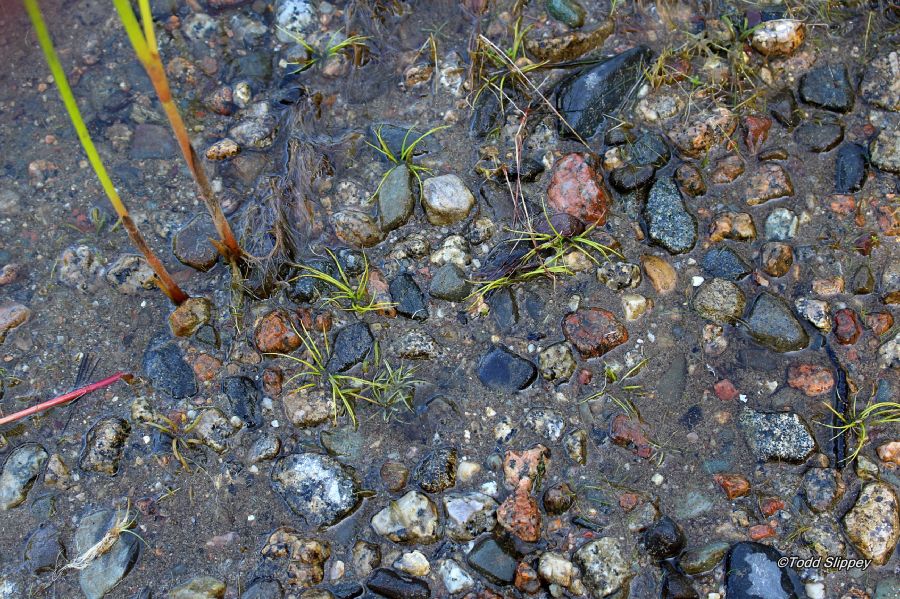 Isoetaceae Isoetes echinospora