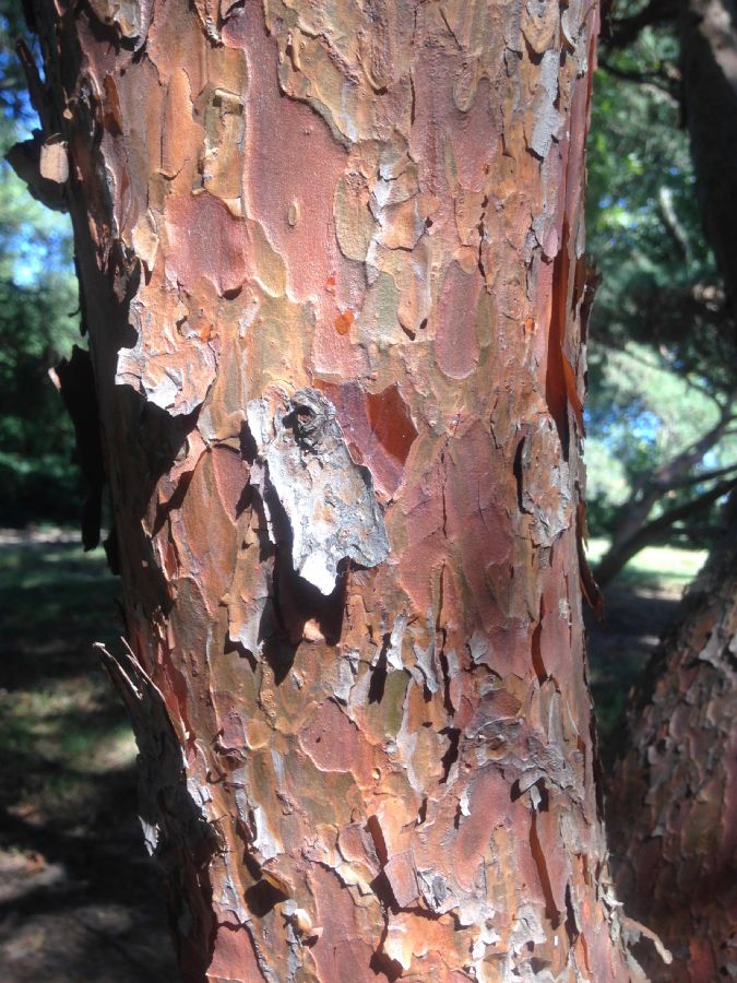 Pinaceae Pinus densiflora