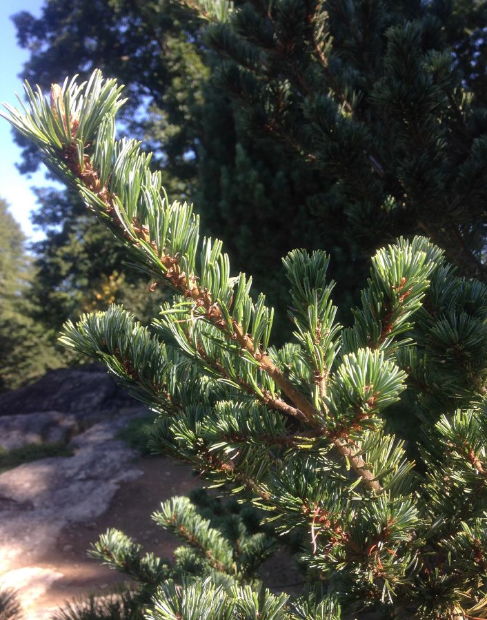Pinaceae Pinus parviflora