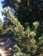 image of Pinus parviflora