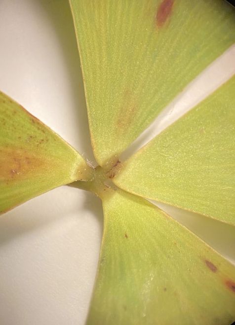 Marsileaceae Marsilea quadrifolia