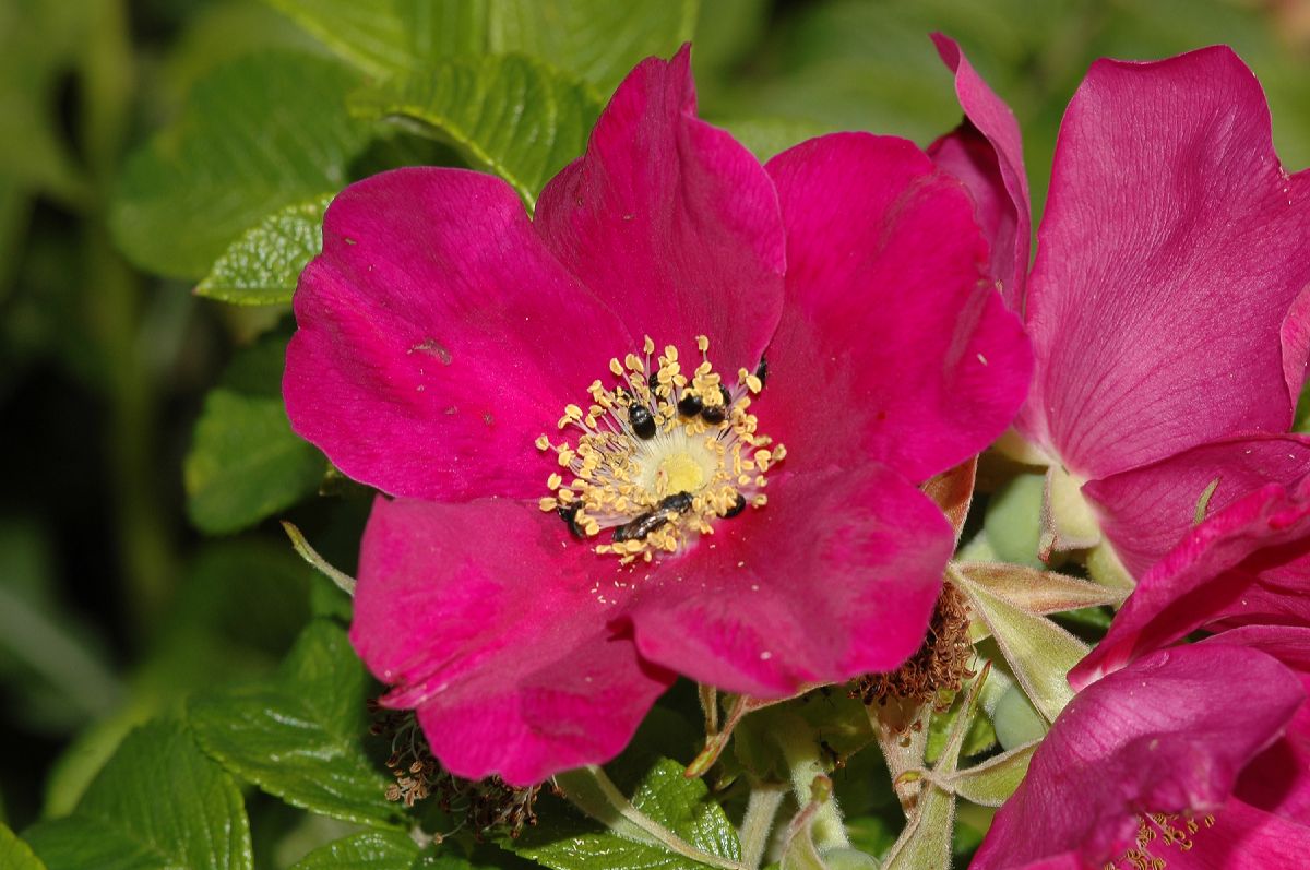 Rosaceae Rosa rugosa