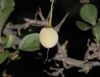 image of Styrax japonicus